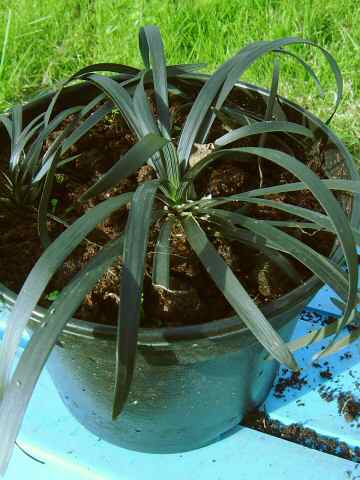 Ophiopogon planiscapus "Nigrescens" Lilyturf. Black grass